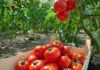 Выращивание помидоров в открытом грунте – краткое пособие для дачников