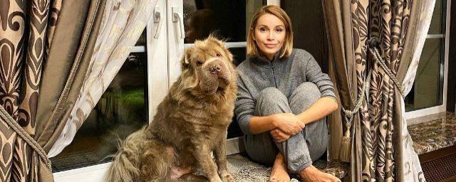 В новогоднюю ночь Ольга Орлова будет успокаивать собак