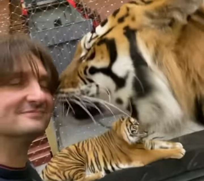 Эдгард Запашный поцеловал тигра в нос