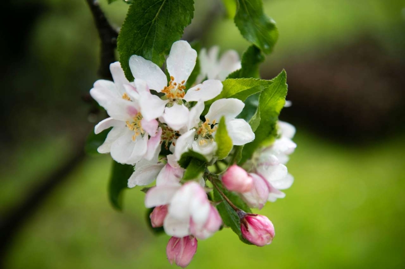 Весеннее цветение: как аллергикам пережить этот период