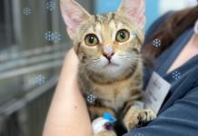 Онкология у животных: диагностика и методы лечения